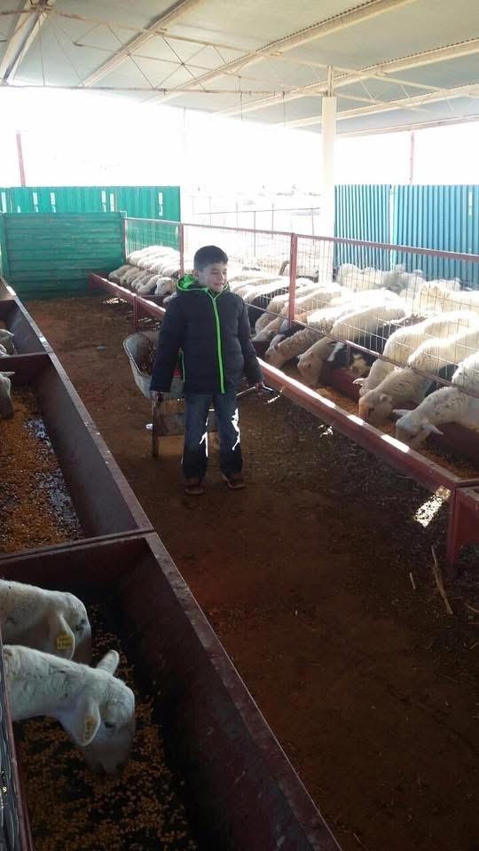 Child feeding sheep at Rancho El Regalo